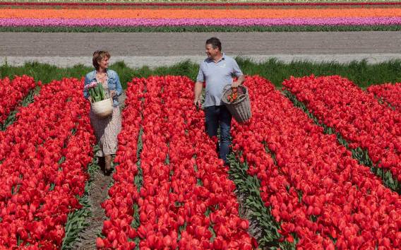 Ab Amsterdam: Ganztägiger Ausflug zum Keukenhof mit Tulpenfarm