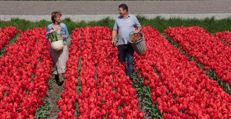 Amsterdam: Keukenhof, farma tulipanów - całodniowa wycieczka z rejsem