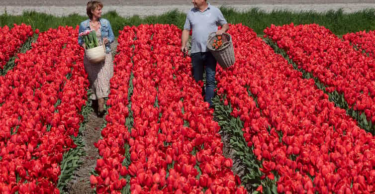 Amsterdam: Keukenhof, farma tulipanów - całodniowa wycieczka z rejsem