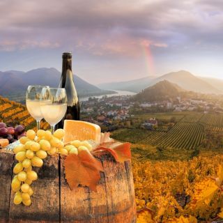 Wenen: wijnmakerij en wijnproeverij met een wijnexpert