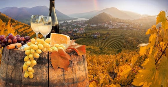 Vienna: Winery and Wine Tasting Tour with a Wine Expert