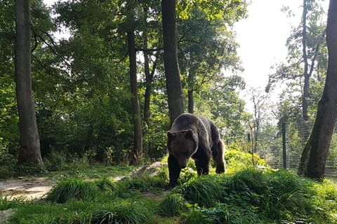 Bucharest: Bear Sanctuary, Bran Castle, and Brasov Day Trip