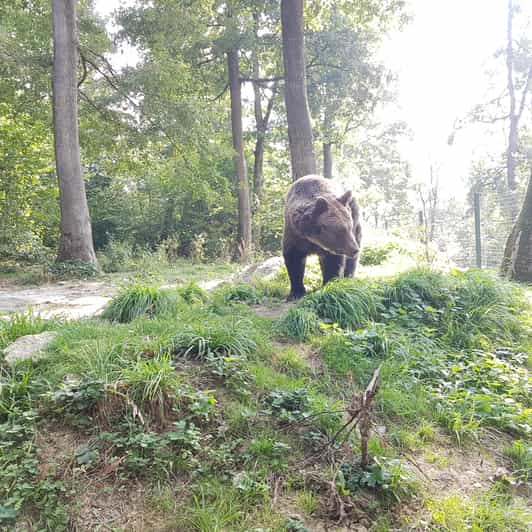 bucharest bear tour