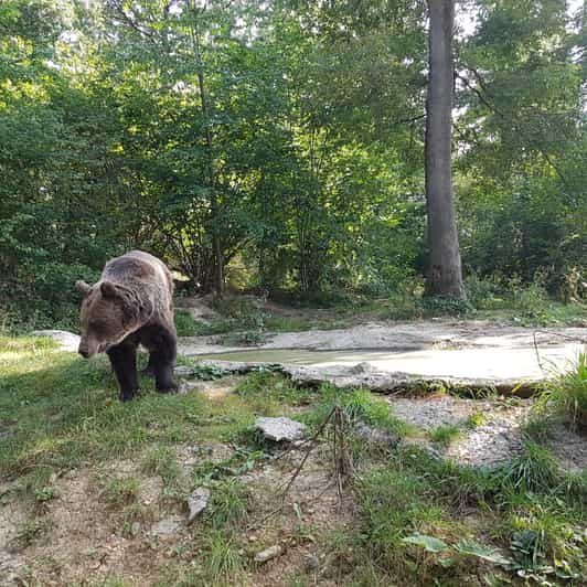 bucharest bear tour