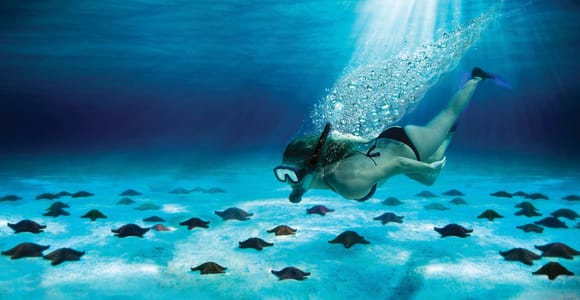 Cozumel: El Cielo & Palancar Snorkel with Drinks & Ceviche