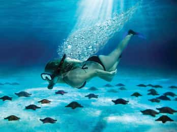 Cozumel: El Cielo & Palancar Snorkel with Open Bar & Ceviche