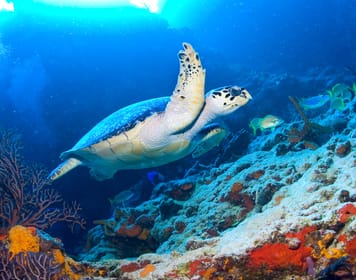 Cozumel: El Cielo & Palancar Snorkel with Open Bar & Ceviche | GetYourGuide