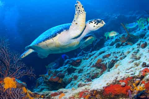 El Cielo and Palancar: Snorkelling with Open-Bar and Ceviche