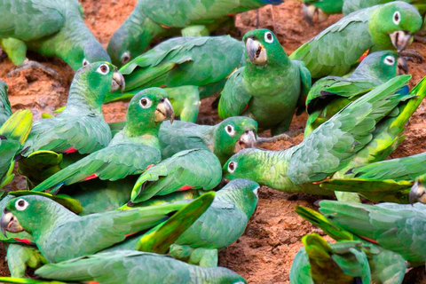 Puerto Maldonado: 4-daags avontuur in het Amazone regenwoud