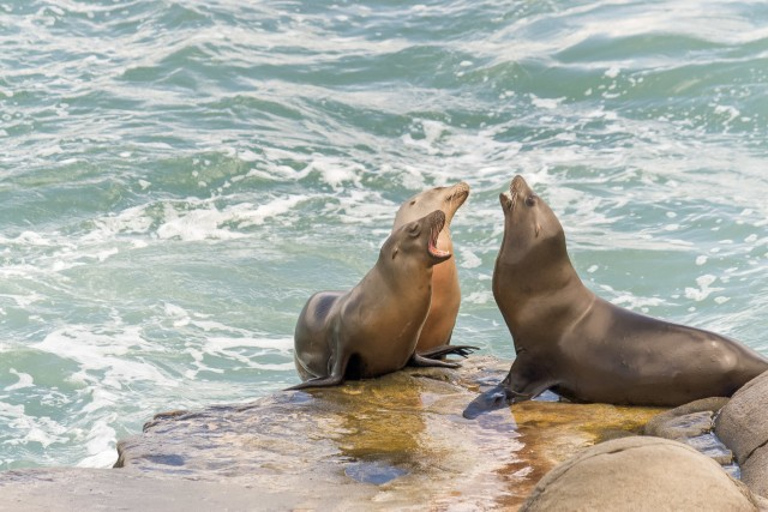 San Diego: Het beste van de Bay Harbor Sightseeing Cruise