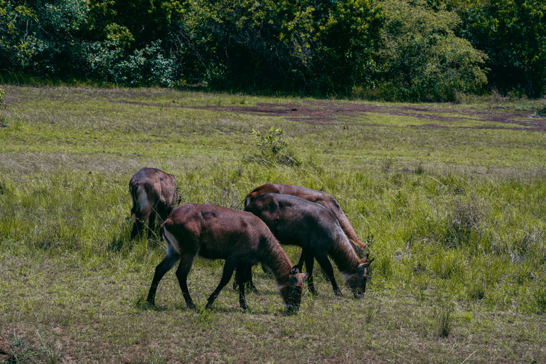 Kigali: Akagera National Park Safari with Boat Cruise