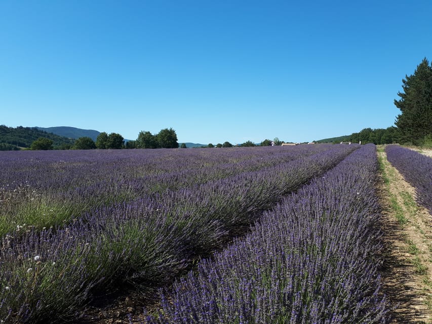 From Marseille: Valensole Lavenders Tour from Cruise Port