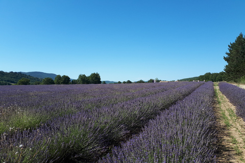 Ab Kreuzfahrthafen Marseille: Lavendel-Gruppentour