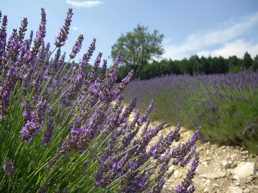 From Marseille: Valensole Lavenders Tour from Cruise Port