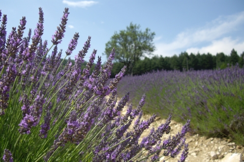 From Marseille Cruise Port: Shared Lavender Tour