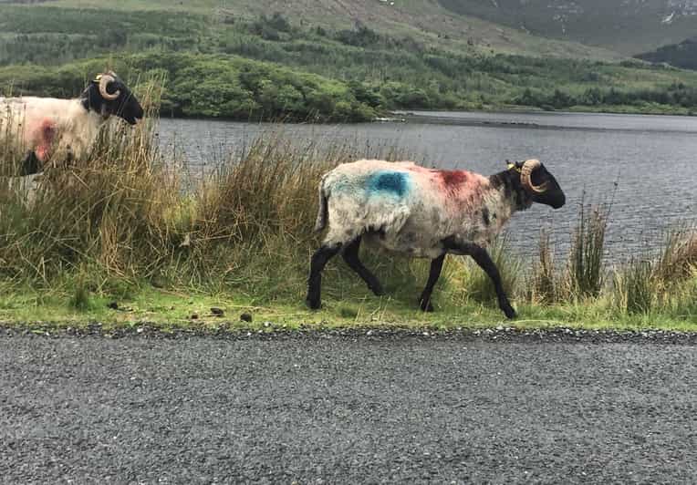 Da Galway tour giornaliero del Connemara e del Parco nazionale del