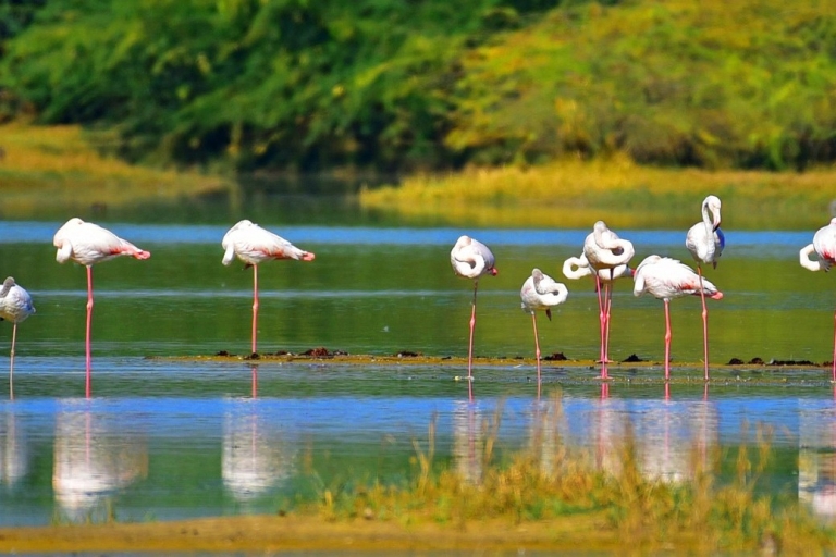 Kolombo: Bentota Beach i River Mangroves and Wildlife Tour