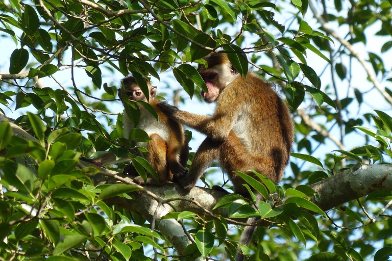 Colombo: tour de vida silvestre y manglares de la playa y el río Bentota