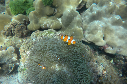 Koh Lanta: Abenteuer-Seefahrt nach Koh Rok und Koh HaaKoh Lanta: Abenteuer-Schiffstour nach Koh Rok und Koh Haa