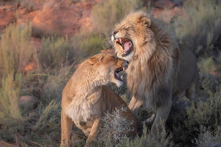 Safari de luxe de 7 jours : Aventure à Samburu, Nakuru et Masai Mara
