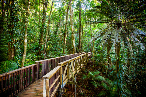 Daintree, Mossman Gorge & Cape Trib: rondvaart & lunchExcursie vanuit Cairns met krokodillenboottocht