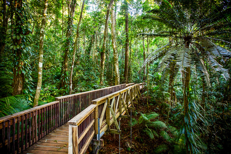 Daintree, Wąwóz Mossman i Cape Tribulation z rejsem i lunchWycieczka z Cairns z rejsem wśród krokodyli