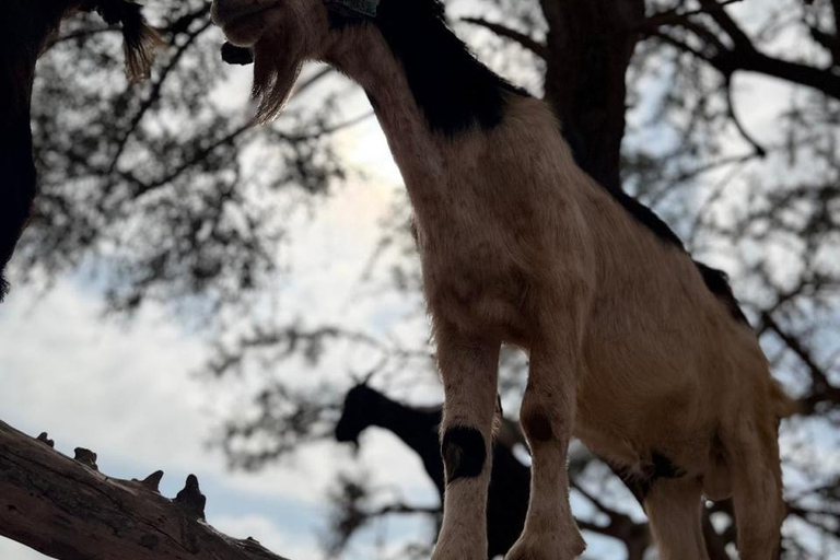 Agadir: Spotting goats in the Argan trees and visit to Crocoparc