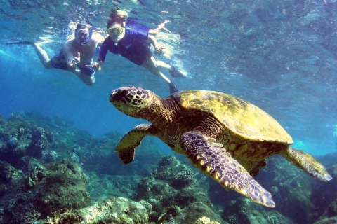Olowalu: snorkelen, walvissen en Turtle Reef Kayak Trip