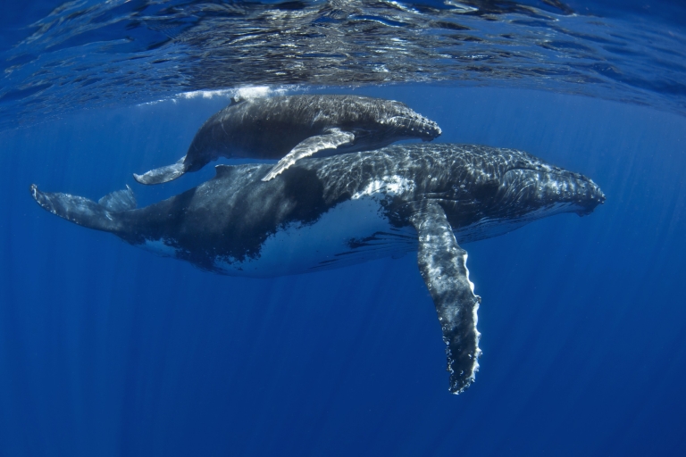 Olowalu: plongée en apnée, baleines et excursion en kayak sur le récif des tortues