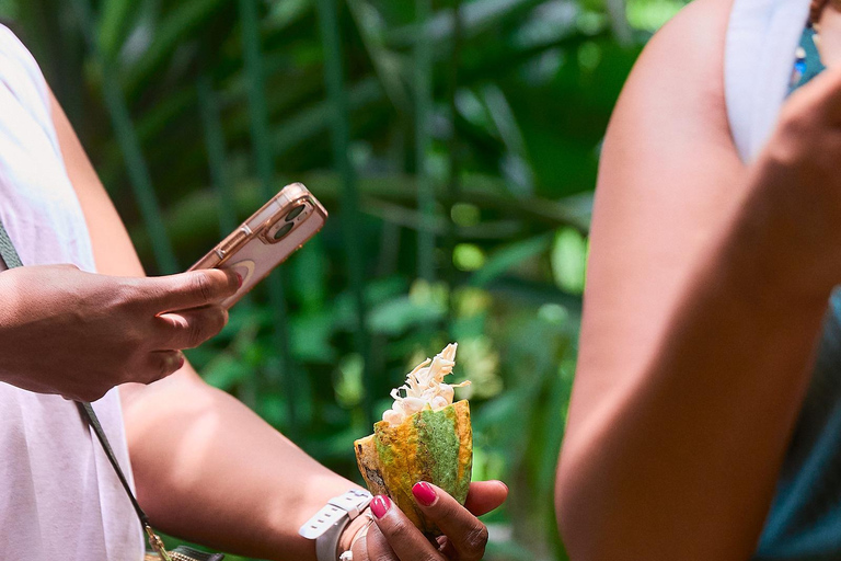 Cahuita National Park+Bribri Chocolate Tour+Waterfalls Tour+Lunch