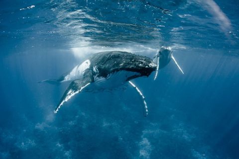 Bora Bora: Whale Watching Tour with Snorkeling