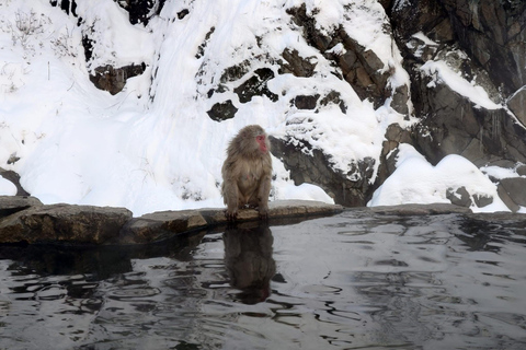 Tokyo: 5-Day Private Tour to Hiroshima with Transport