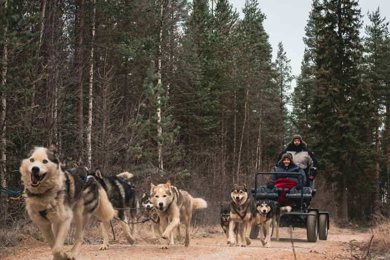From Rovaniemi: Husky and Reindeer farm with sled ride