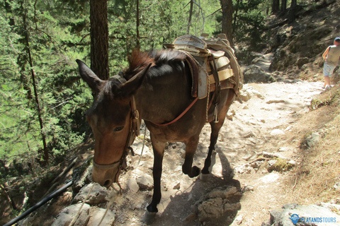 Garganta de Samaria: Excursión de un día desde Agia Pelagia, Heraklion y MaliaRecogida en Agia Pelagia, Lygaria y Fodele