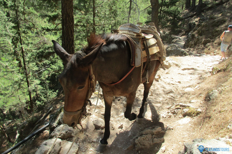 Ab Agia Pelagia, Iraklio & Malia: Samaria-Schlucht-TagestourAbholung in Iraklio und Ammoudara