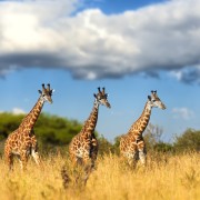 Hartbeespoort: Lion Self-Drive e Safari Park Tour