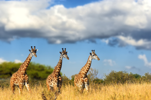 Hartbeespoort: zelfrijdende leeuwen- en safariparktour