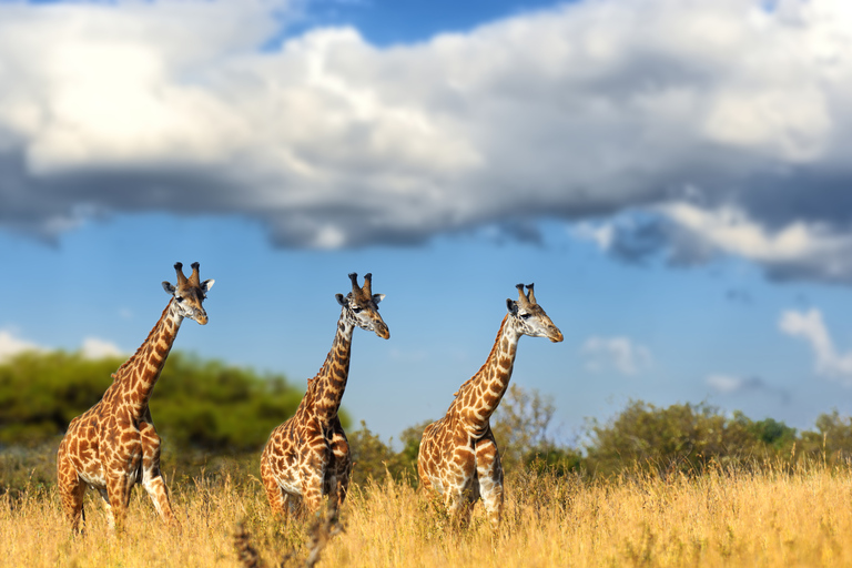 Hartbeespoort: tour del leone e del safari in autoguida