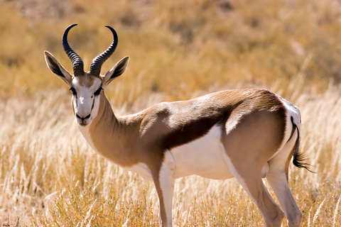 Hartbeespoort: tour del leone e del safari in autoguida