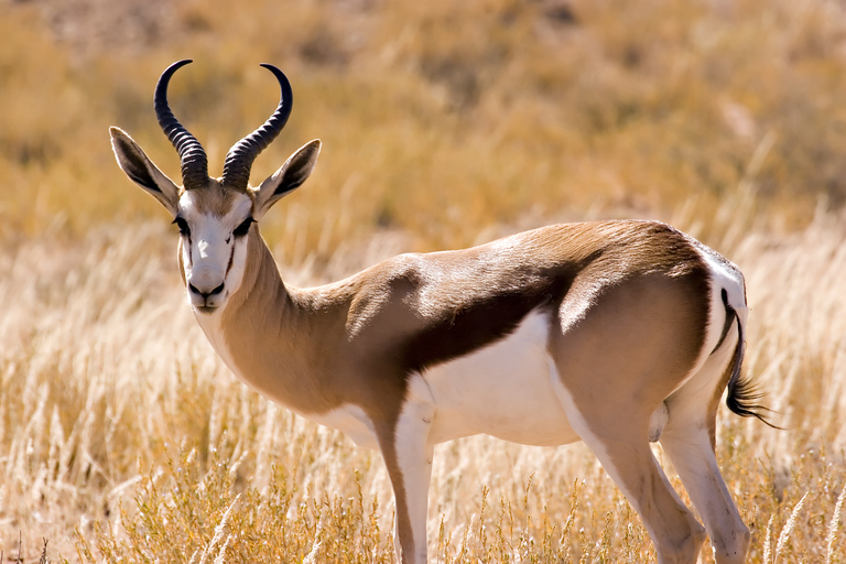 Hartbeespoort: Selbstfahrertour durch den Löwen- und Safaripark