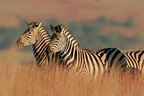 Hartbeespoort: Självkörning i lejon- och safariparken