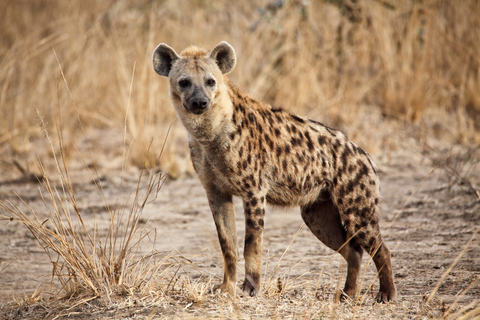 Hartbeespoort: Självkörning i lejon- och safariparken