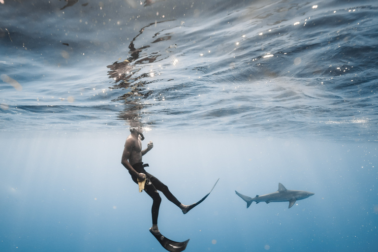 Oahu: Cage-Free Shark Diving Adventure Oahu: Cage-Free Shark Diving Adventure with Photos