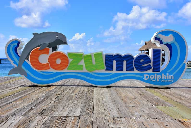 Cozumel: nado real con delfines | GetYourGuide