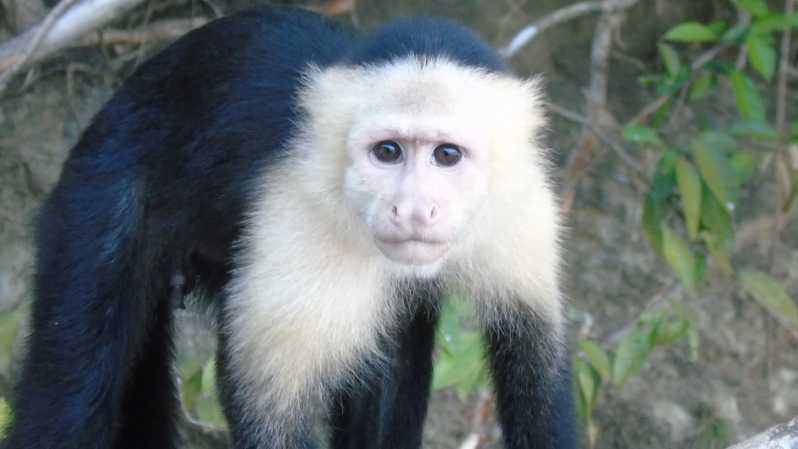 From Panama City: Monkey Islands Tour on Gatun Lake