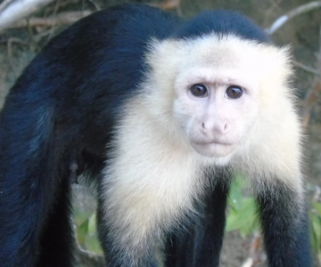 From Panama City: Monkey Islands Tour on Gatun Lake