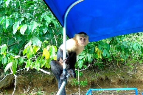 From Panama City: Monkey Islands Tour on Gatun Lake Monkey Islands Afternoon Tour from Panama City