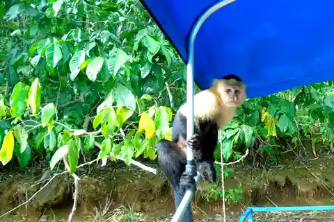 From Panama City: Monkey Islands Tour on Gatun Lake