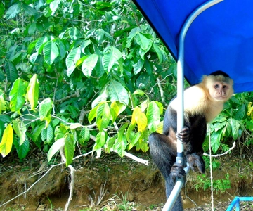 From Panama City: Monkey Islands Tour on Gatun Lake