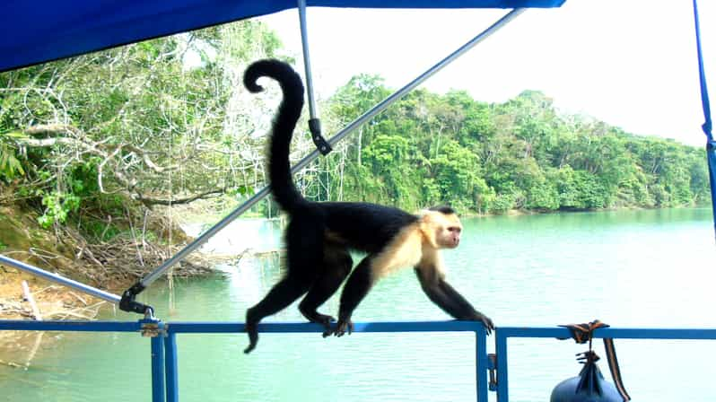 monkey island tour panama